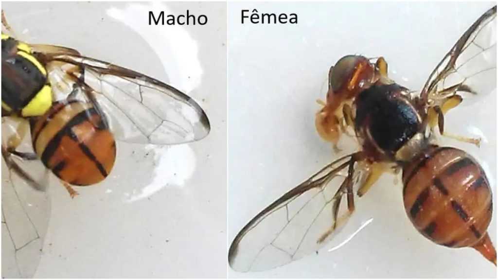 mosca-da-carambola-leva-quatro-estados-a-emergencia-fitossanitaria