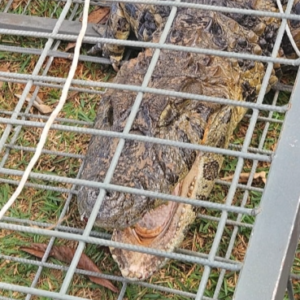 jacare-e-capturado-no-parque-brasil-500-e-devolvido-a-natureza-em-paulinia