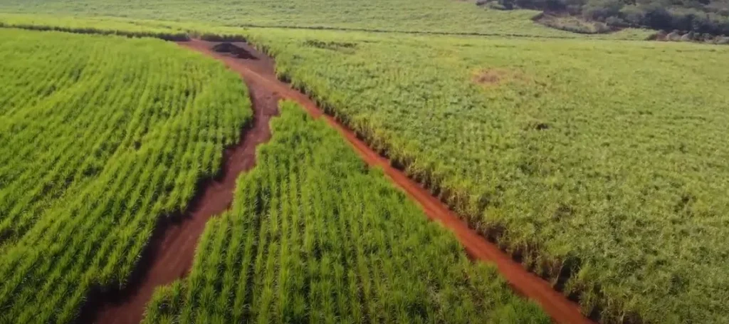 tecnica-da-unicamp-com-nanoparticulas-de-carbono-aumenta-produtividade-de-culturas-agricolas