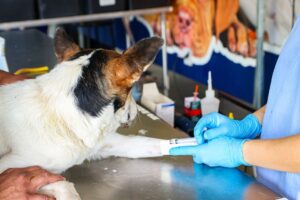 paulinia-abre-inscricoes-para-mutirao-de-castracao-de-caes-e-gatos;-veja-como-participar
