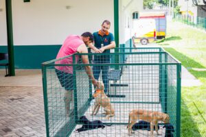paulinia-promove-ultimas-feiras-de-adocao-de-pets-de-2025-nos-dias-20-e-27-de-dezembro