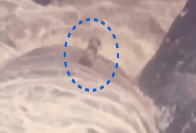 Cachorro cego e surdo é resgatado depois de ficar ilhado em cachoeira no RJ cachorro-cego-e-surdo-e-resgatado-apos-ficar-ilhado-em-cachoeira-no-rj