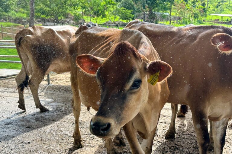 Câmara aprova projeto que veda termo ‘leite’ em produtos vegetais camara-aprova-projeto-que-veda-termo-‘leite’-em-produtos-vegetais