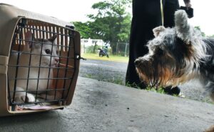 paulinia-abre-500-vagas-para-castracao-gratuita-de-caes-e-gatos