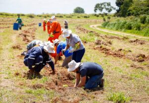 Paulínia lança programa ambiental com meta de plantar 16 mil árvores por ano paulinia-lanca-programa-ambiental-com-meta-de-plantar-16-mil-arvores-por-ano