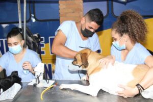 paulinia-abre-inscricoes-para-250-vagas-de-castracao-gratuita-a-partir-de-segunda-feira-(17)